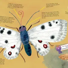 En vit fjäril med svarta prickar, likt en **butterfly nebula**, visar upp sina vingar. Texten förklarar fjärilars sinnen och kroppsbyggnad.