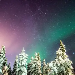 Snötäckta träd under en stjärnklar himmel med en magisk aurora som dansar i grönt och lila.