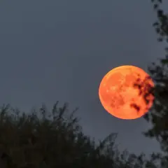 En dramatisk blodmåne lyser upp den mörka himlen, inramad av mörka trädgrenar. En sällsynt syn idag!