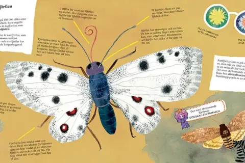 En vit fjäril med svarta prickar, likt en **butterfly nebula**, visar upp sina vingar. Texten förklarar fjärilars sinnen och kroppsbyggnad.