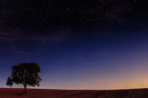 Ensam träd på ett fält under en stjärnklar himmel med en ny måne.