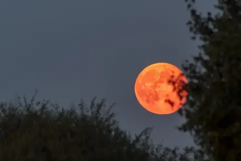 En dramatisk blodmåne lyser upp den mörka himlen, inramad av mörka trädgrenar. En sällsynt syn idag!