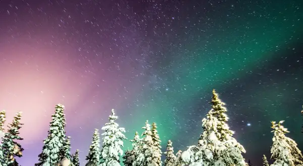 Snötäckta träd under en stjärnklar himmel med en magisk aurora som dansar i grönt och lila.