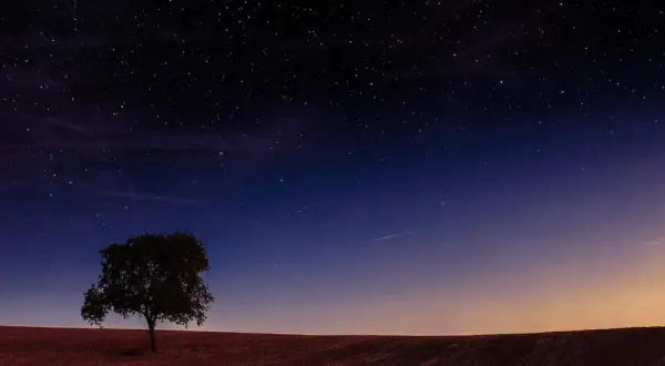 Ensam träd på ett fält under en stjärnklar himmel med en ny måne.