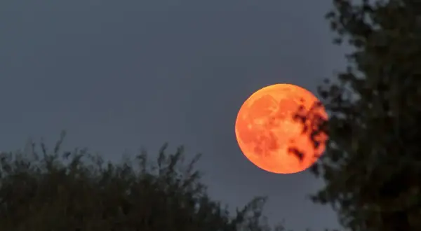 En dramatisk blodmåne lyser upp den mörka himlen, inramad av mörka trädgrenar. En sällsynt syn idag!