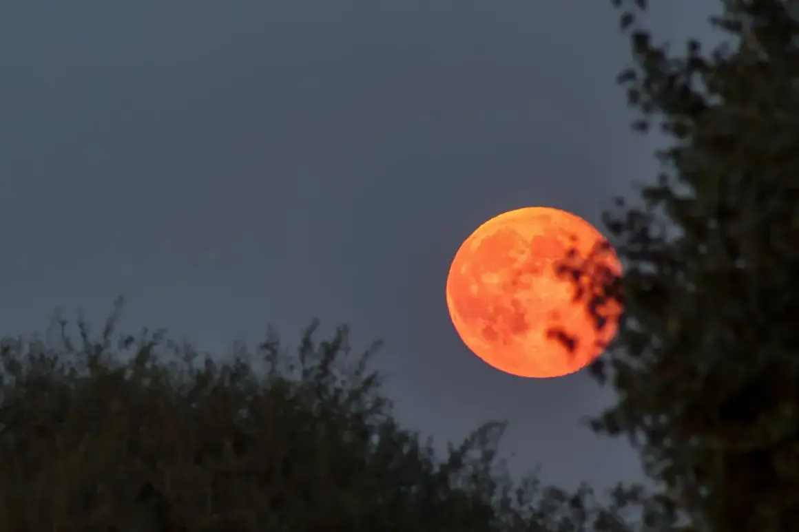 En dramatisk blodmåne lyser upp den mörka himlen, inramad av mörka trädgrenar. En sällsynt syn idag!