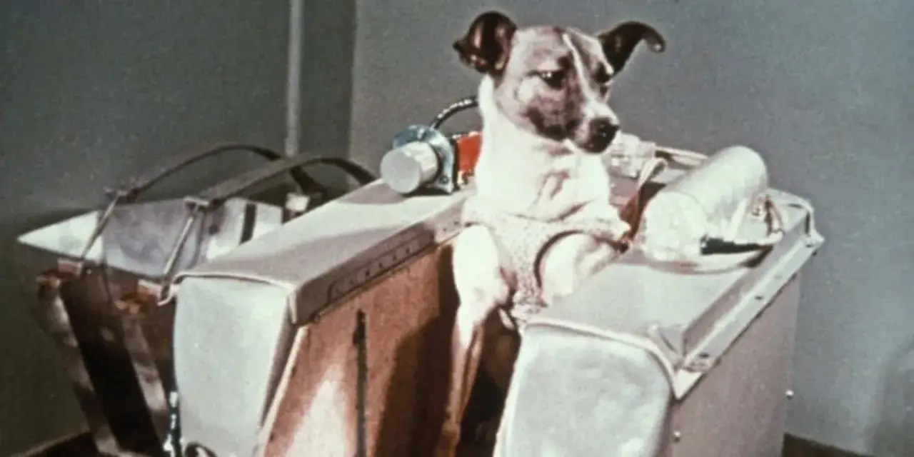 En hund i rymddr&auml;kt sitter i en kapsel, en av de f&ouml;rsta djuren i rymden.