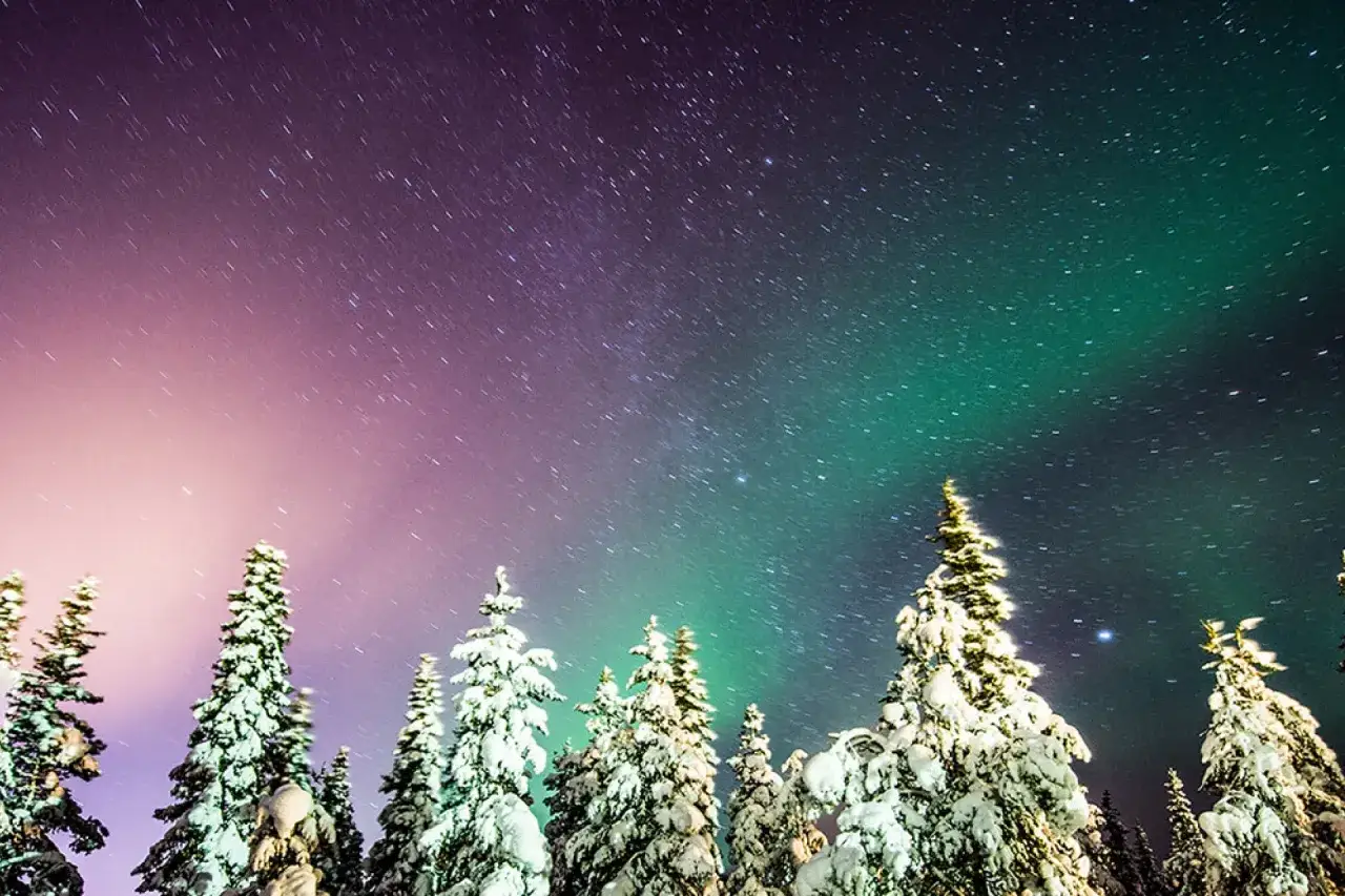 Sn&ouml;t&auml;ckta granar under en stj&auml;rnklar himmel med en magisk aurora i gr&ouml;nt och lila.