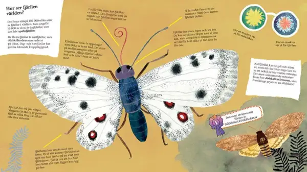 En vit fjäril med svarta prickar, likt en **butterfly nebula**, visar upp sina vingar. Texten förklarar fjärilars sinnen och kroppsbyggnad.