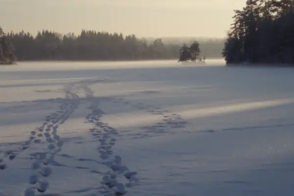 Snöklädda spår leder över en frusen sjö i morgonljus. Solens bana kastar långa skuggor över det gnistrande landskapet.